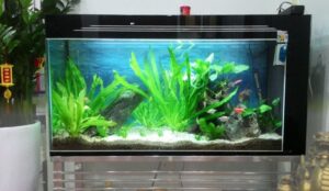 bể cá cảnh đẹp