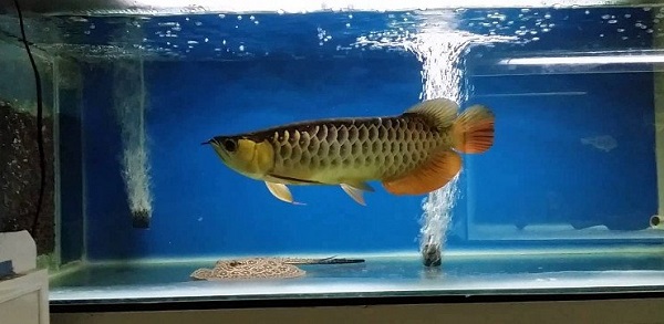 hồ cá rồng bể cá rồng hồ cá rồng