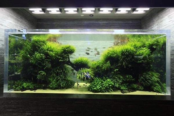hồ cá thủy sinh hồ cá thủy sinh